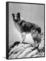 Lassie Come Home, 1943-null-Framed Photo