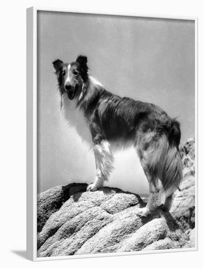 Lassie Come Home, 1943-null-Framed Photo