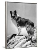 Lassie Come Home, 1943-null-Framed Photo