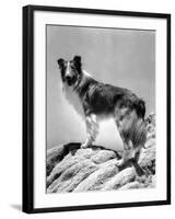 Lassie Come Home, 1943-null-Framed Photo