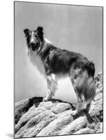 Lassie Come Home, 1943-null-Mounted Photo