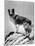 Lassie Come Home, 1943-null-Mounted Photo