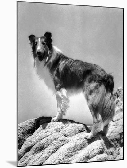 Lassie Come Home, 1943-null-Mounted Photo