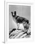 Lassie Come Home, 1943-null-Framed Photo