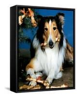 Lassie-null-Framed Stretched Canvas