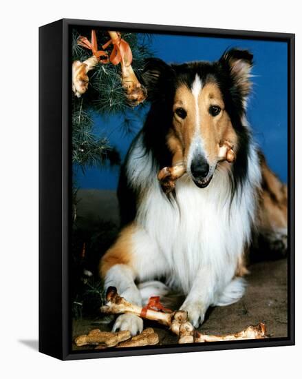 Lassie-null-Framed Stretched Canvas