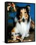 Lassie-null-Framed Stretched Canvas