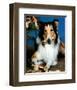 Lassie-null-Framed Photo