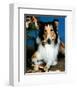 Lassie-null-Framed Photo