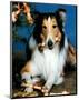 Lassie-null-Mounted Photo