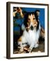 Lassie-null-Framed Photo