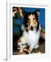 Lassie-null-Framed Photo