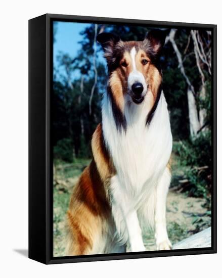 Lassie-null-Framed Stretched Canvas