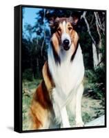 Lassie-null-Framed Stretched Canvas