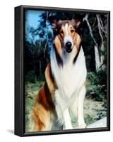 Lassie-null-Framed Photo