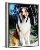 Lassie-null-Framed Photo