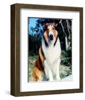 Lassie-null-Framed Photo