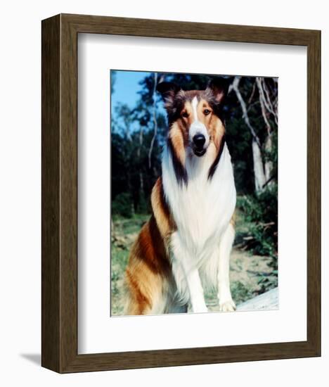 Lassie-null-Framed Photo