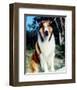 Lassie-null-Framed Photo