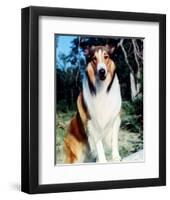 Lassie-null-Framed Photo