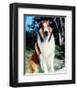 Lassie-null-Framed Photo