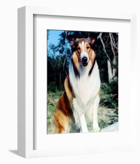 Lassie-null-Framed Photo