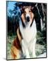 Lassie-null-Mounted Photo