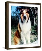 Lassie-null-Framed Photo