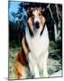 Lassie-null-Mounted Photo