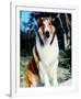 Lassie-null-Framed Photo