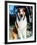 Lassie-null-Framed Photo