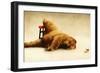 Last Call for the Beer Bear-Will Bullas-Framed Premium Giclee Print