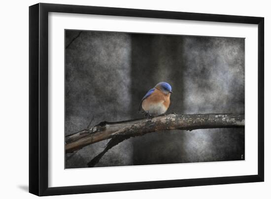 Last Day Home Bluebird-Jai Johnson-Framed Giclee Print