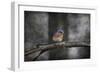 Last Day Home Bluebird-Jai Johnson-Framed Giclee Print