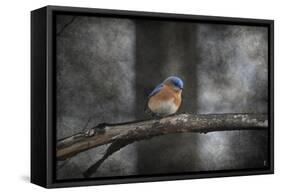 Last Day Home Bluebird-Jai Johnson-Framed Stretched Canvas