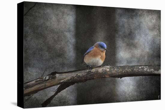 Last Day Home Bluebird-Jai Johnson-Stretched Canvas