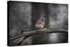 Last Day Home Bluebird-Jai Johnson-Stretched Canvas