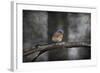 Last Day Home Bluebird-Jai Johnson-Framed Giclee Print