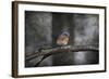 Last Day Home Bluebird-Jai Johnson-Framed Giclee Print