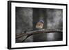 Last Day Home Bluebird-Jai Johnson-Framed Giclee Print