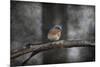 Last Day Home Bluebird-Jai Johnson-Mounted Giclee Print