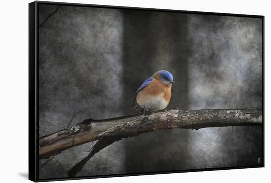 Last Day Home Bluebird-Jai Johnson-Framed Stretched Canvas