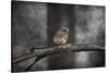 Last Day Home Bluebird-Jai Johnson-Stretched Canvas