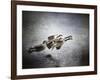 Last Flight of the Day-Jai Johnson-Framed Giclee Print