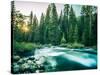 Last Light In Sequoia National Park-Daniel Kuras-Stretched Canvas