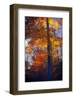 Last Light of the Day Shining Through-George Oze-Framed Photographic Print