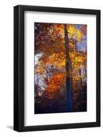 Last Light of the Day Shining Through-George Oze-Framed Photographic Print