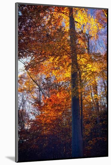 Last Light of the Day Shining Through-George Oze-Mounted Photographic Print
