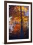 Last Light of the Day Shining Through-George Oze-Framed Photographic Print