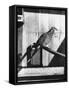 Last Male Passenger Pigeon-null-Framed Stretched Canvas